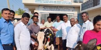 Sidlaghatta Malamachanahalli Foot and Mouth Disease Vaccination