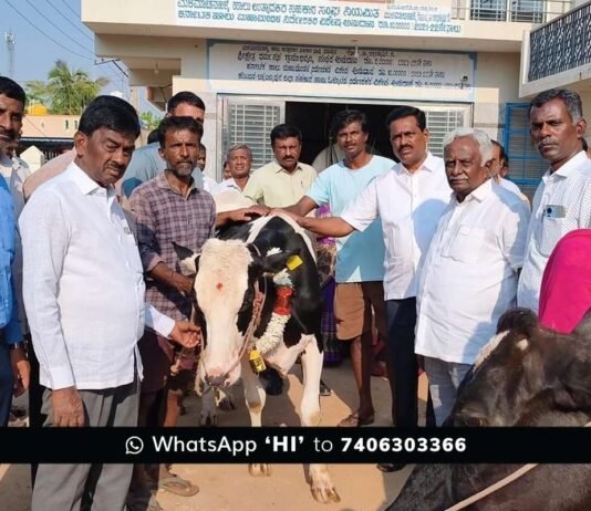 Sidlaghatta Malamachanahalli Foot and Mouth Disease Vaccination