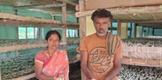 ರೇಷ್ಮೆ ಬೆಳೆಗೆ ವಿಷವಿಕ್ಕಿದ ದುಷ್ಕರ್ಮಿಗಳು Sidlaghatta Kannamangala Silk Farmet Crop Poison