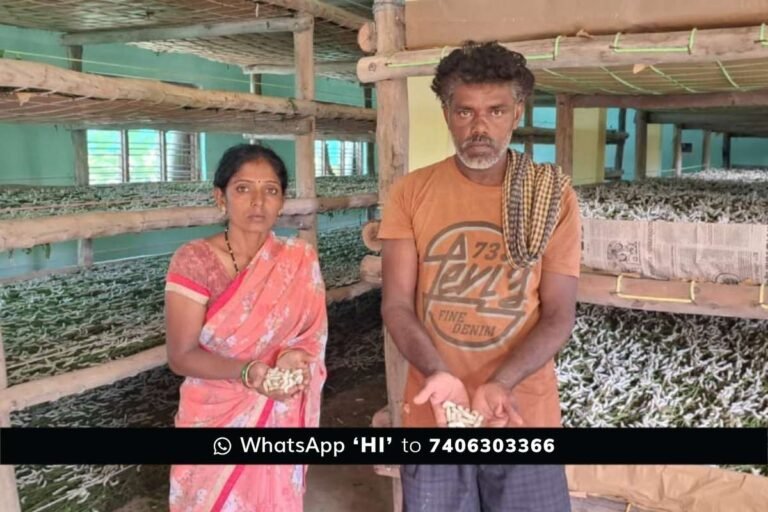 Sidlaghatta Kannamangala Silk Farmet Crop Poison