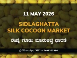 Sidlaghatta Silk Cocoon Market-11/05/2026