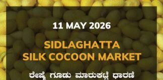 Sidlaghatta Silk Cocoon Market-11/05/2026