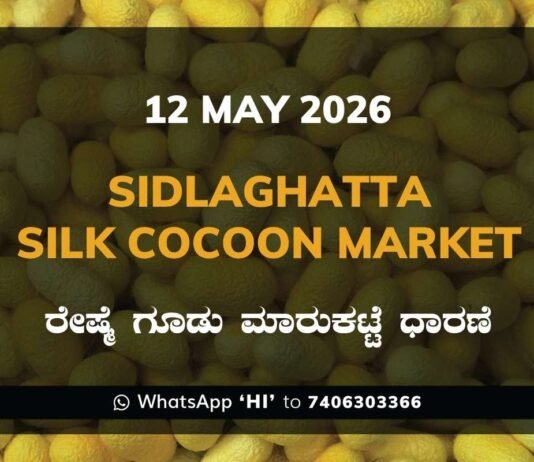 Sidlaghatta Silk Cocoon Market-12/05/2026