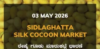 Sidlaghatta Silk Cocoon Market-03/05/2026
