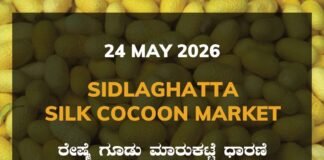 Sidlaghatta Silk Cocoon Market-24/05/2026