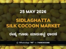 Sidlaghatta Silk Cocoon Market-25/05/2026
