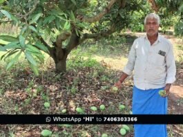 Sidlaghatta Strong Winds Mango Crop Loss