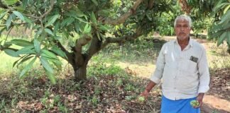 Sidlaghatta Strong Winds Mango Crop Loss