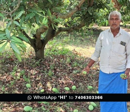 Sidlaghatta Strong Winds Mango Crop Loss
