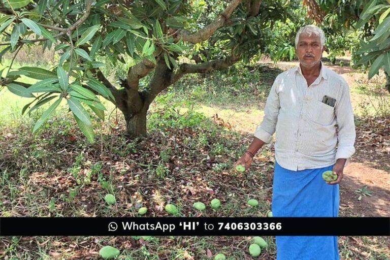 Sidlaghatta Strong Winds Mango Crop Loss