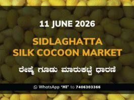 Sidlaghatta Silk Cocoon Market-11/06/2026