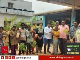 chowdeshwari temple Sandalwood tree saplings distribution