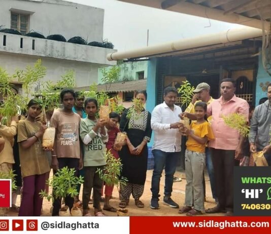 chowdeshwari temple Sandalwood tree saplings distribution