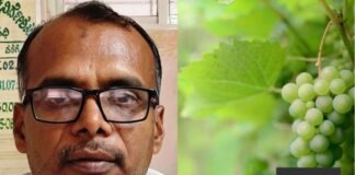 Sidlaghatta Horticulture Officer Grape Crop Insurance