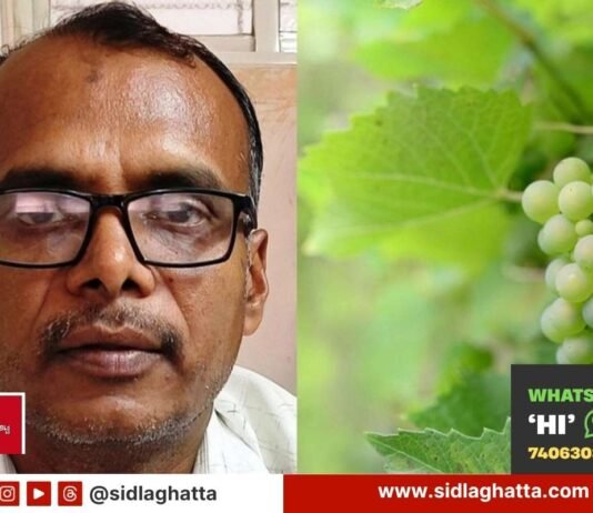 Sidlaghatta Horticulture Officer Grape Crop Insurance