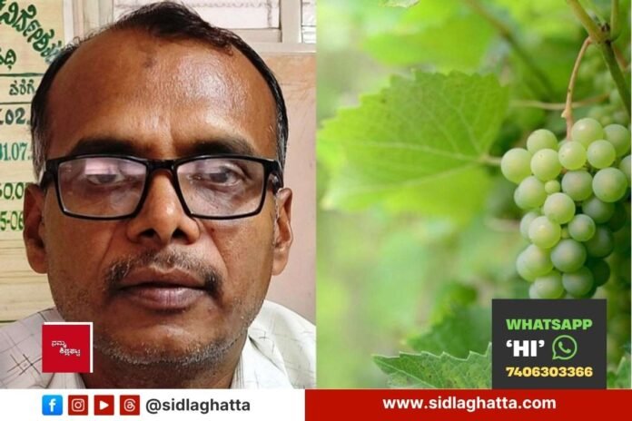 Sidlaghatta Horticulture Officer Grape Crop Insurance