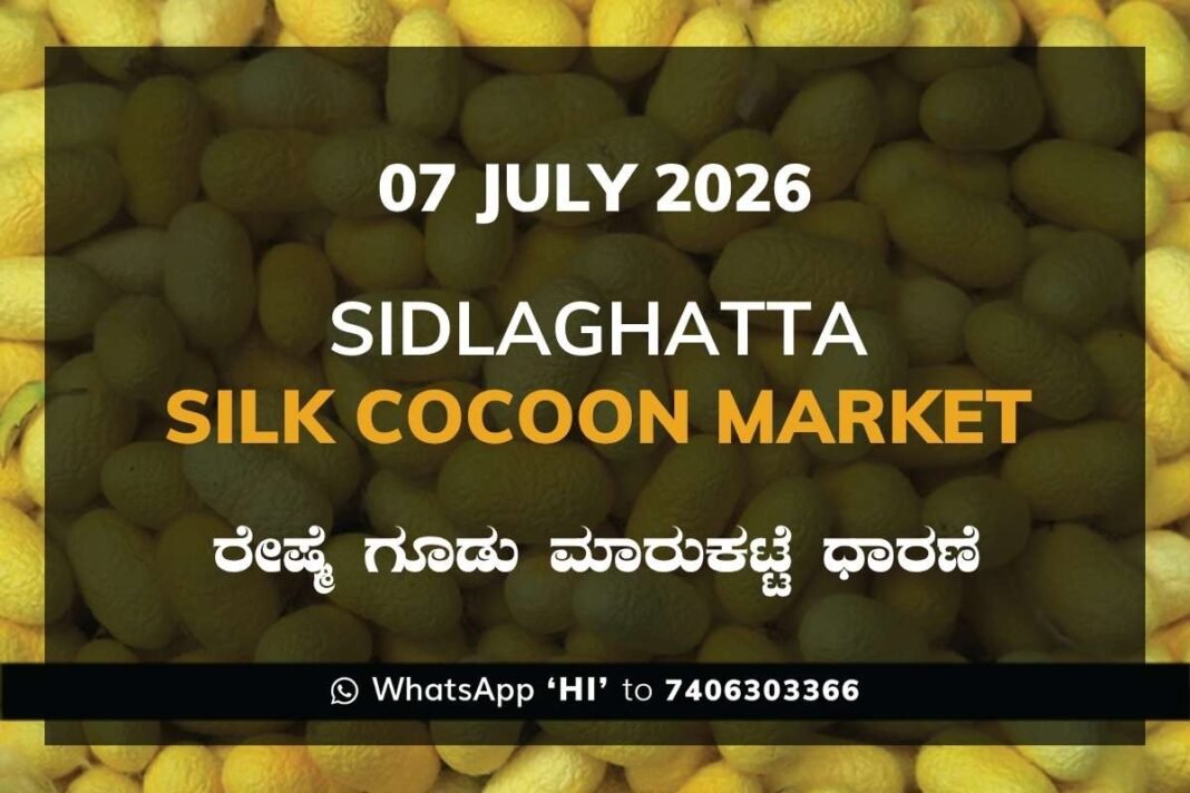 Sidlaghatta Silk Cocoon Market Rate 07 July 2026