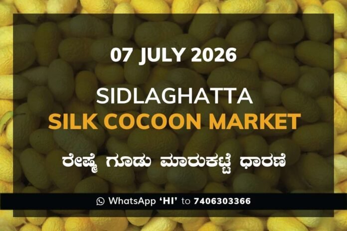 Sidlaghatta Silk Cocoon Market Rate 07 July 2026