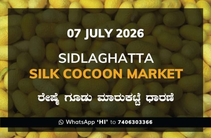 Sidlaghatta Silk Cocoon Market Rate 07 July 2026