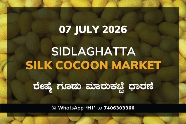 Sidlaghatta Silk Cocoon Market Rate 07 July 2026