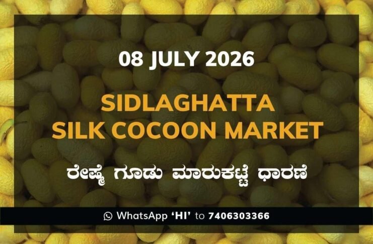 Sidlaghatta Silk Cocoon Market Rate 08 July 2026