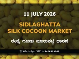 Sidlaghatta Silk Cocoon Market Rate 11-07-2026