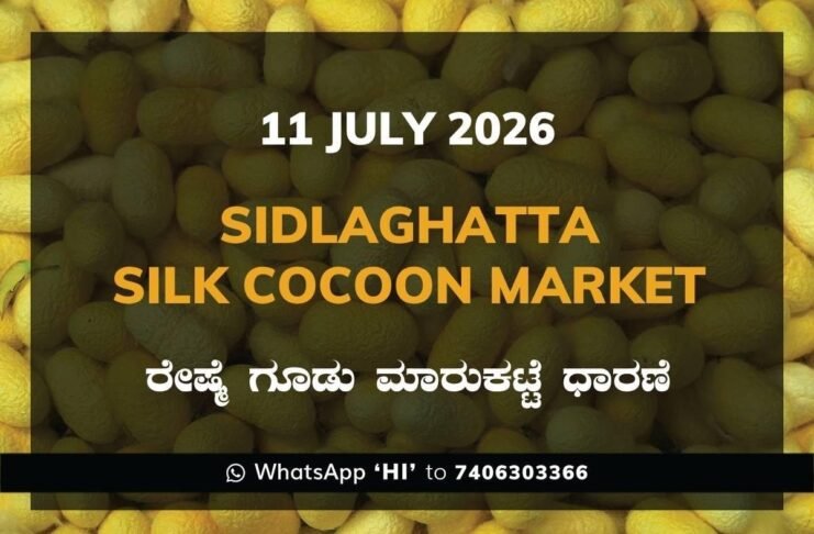 Sidlaghatta Silk Cocoon Market Rate 11-07-2026