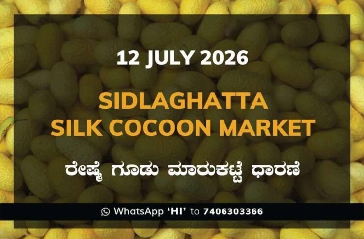 Sidlaghatta Silk Cocoon Market Rate 12 July 2026