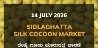 Sidlaghatta Silk Cocoon Market-14/07/2026 Sidlaghatta Silk Cocoon Market Rate 14 July 2026