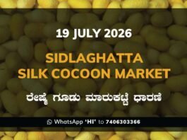 Sidlaghatta Silk Cocoon Market Rate 19 July 2026