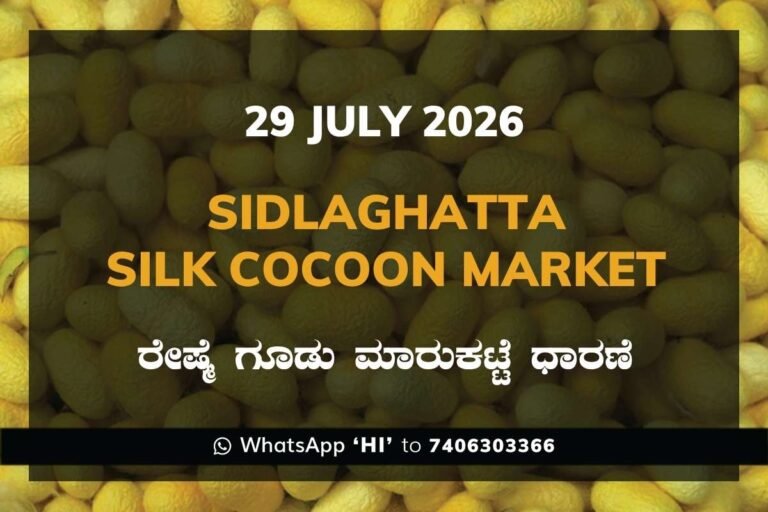 Sidlaghatta-Silk-Cocoon-Market-Rate-29-July-2026