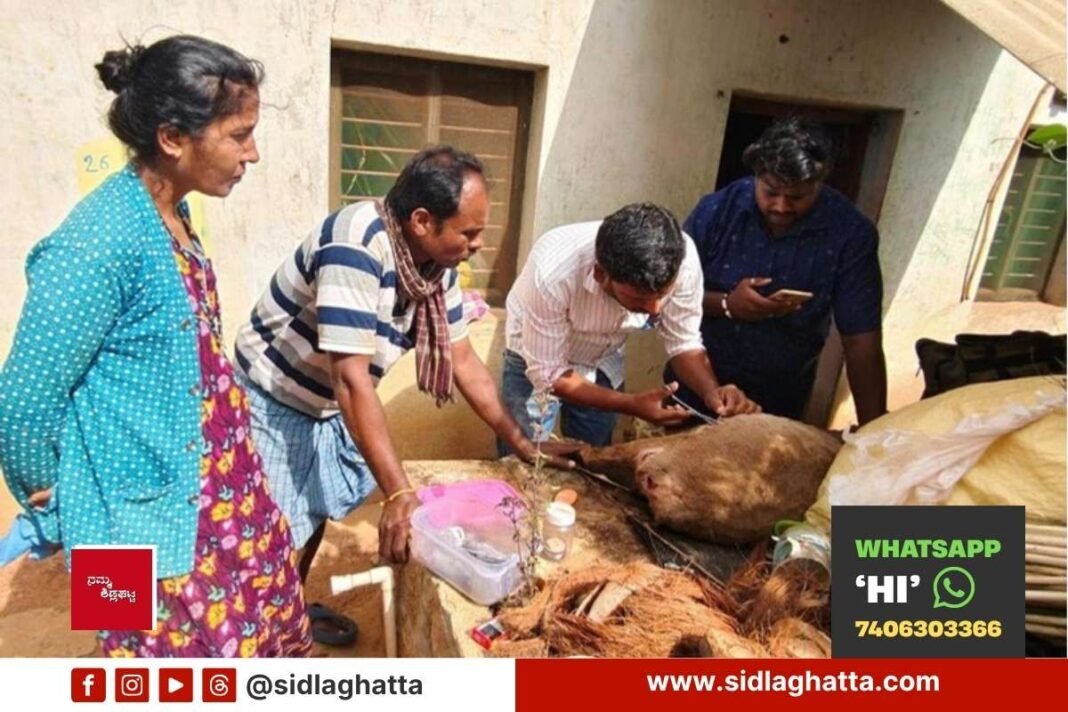 Sidlaghatta Stray Dog Attack Sheep Varadanayakanahalli