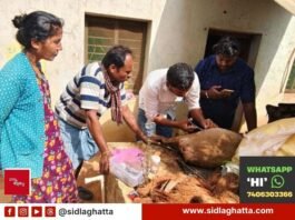 Sidlaghatta Stray Dog Attack Sheep Varadanayakanahalli