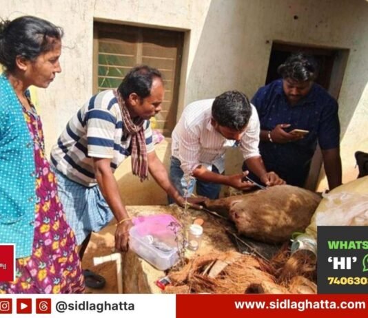 Sidlaghatta Stray Dog Attack Sheep Varadanayakanahalli