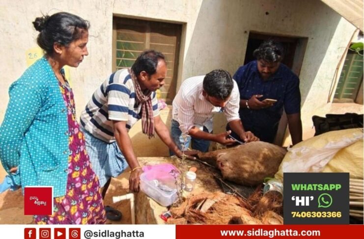 Sidlaghatta Stray Dog Attack Sheep Varadanayakanahalli