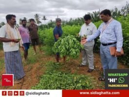 Mulberry garden sprayed with toxic chemical, silk crop damaged Varadanayakanahalli Sidlaghatta