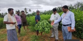 Mulberry garden sprayed with toxic chemical, silk crop damaged Varadanayakanahalli Sidlaghatta