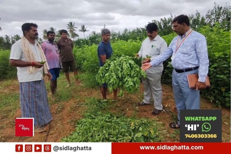 Mulberry garden sprayed with toxic chemical, silk crop damaged Varadanayakanahalli Sidlaghatta