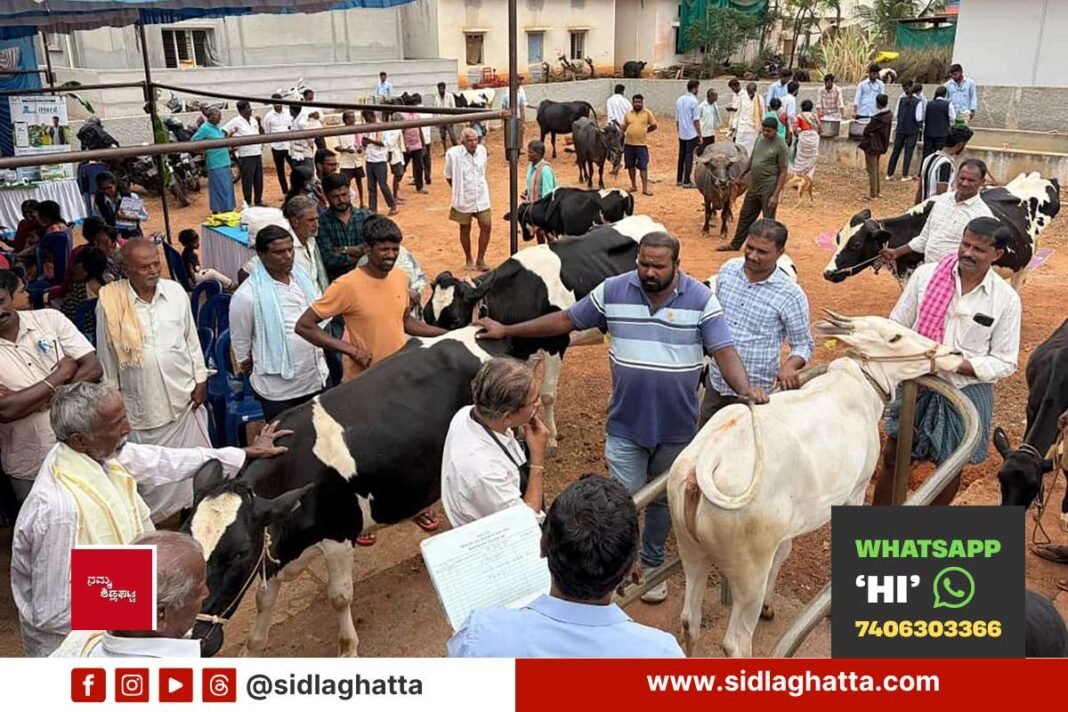 GKVK Agriculture Students Animal Health Camp Cheemanahalli