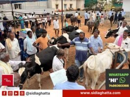 ಪಶು ಆರೋಗ್ಯ ತಪಾಸಣೆ ಶಿಬಿರ: ಕೃಷಿ ವಿದ್ಯಾರ್ಥಿಗಳಿಂದ ಉಚಿತ ಚಿಕಿತ್ಸೆ GKVK Agriculture Students Animal Health Camp Cheemanahalli