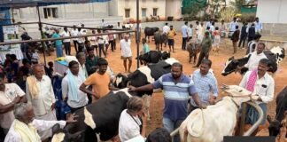 ಪಶು ಆರೋಗ್ಯ ತಪಾಸಣೆ ಶಿಬಿರ: ಕೃಷಿ ವಿದ್ಯಾರ್ಥಿಗಳಿಂದ ಉಚಿತ ಚಿಕಿತ್ಸೆ GKVK Agriculture Students Animal Health Camp Cheemanahalli