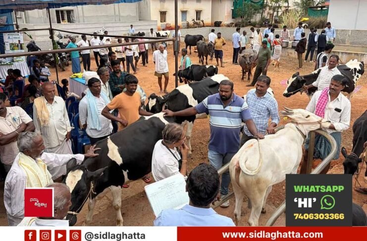 GKVK Agriculture Students Animal Health Camp Cheemanahalli