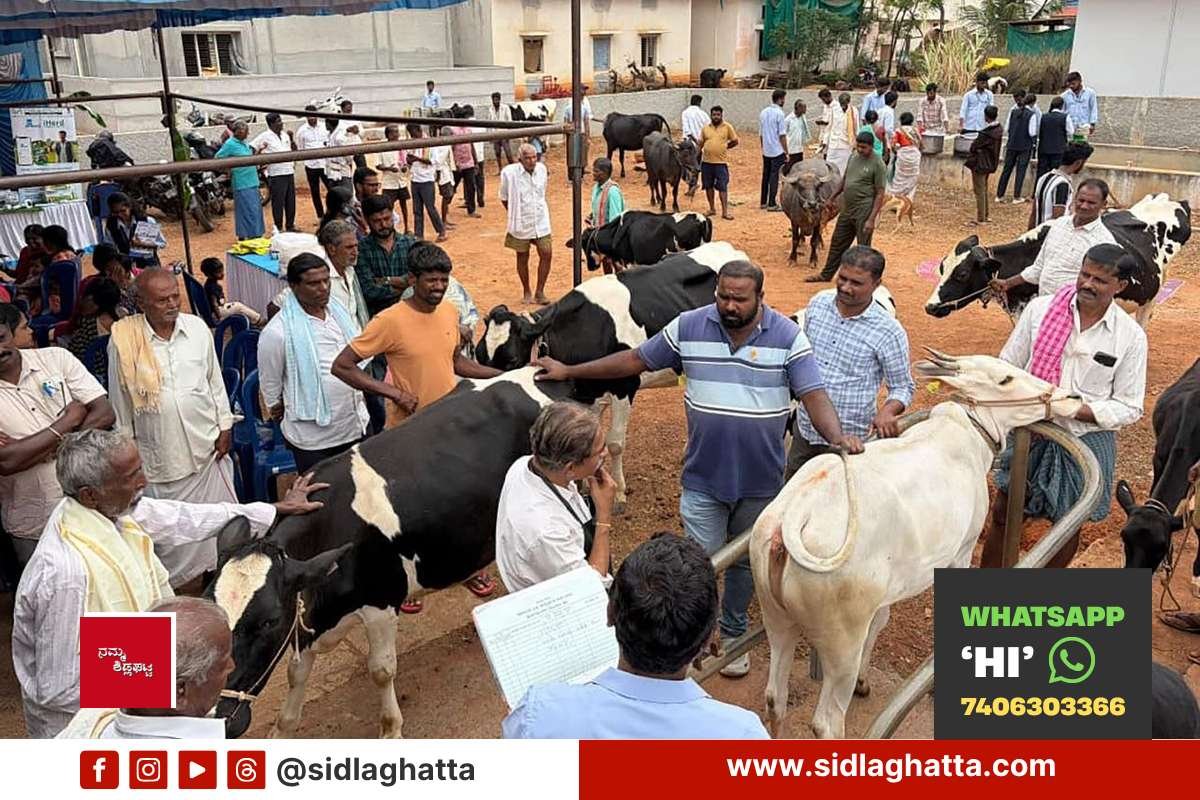 GKVK-Agriculture-Students-Animal-Health-Camp-Cheemanahalli GKVK Agriculture Students Animal Health Camp Cheemanahalli