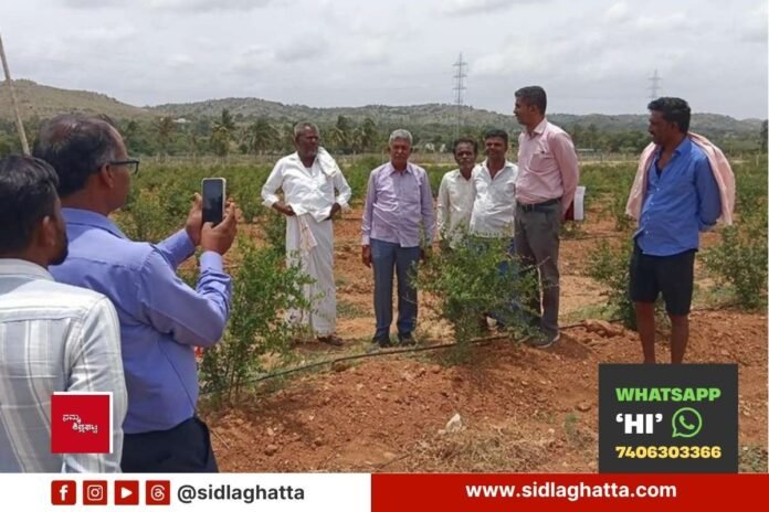 Sidlaghatta Bele Samikshe Crop Survey Technical Fault Dibburahalli Farmers