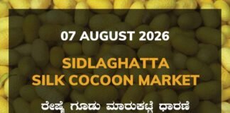 Sidlaghatta Silk Cocoon Market Rate 07/08/2026