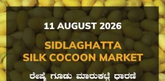 Sidlaghatta Silk Cocoon Market-11/08/2026