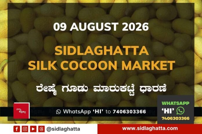Sidlaghatta-Silk-Cocoon-Market-Rate-09-August-2026