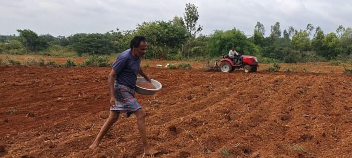 Sidlaghatta-Taluk-Farmers-Sowing-Ragi-Jowar-After-August-Rain