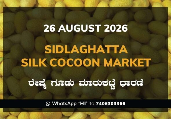 sidlaghatta-silk-cocoon-market-26-08-2026