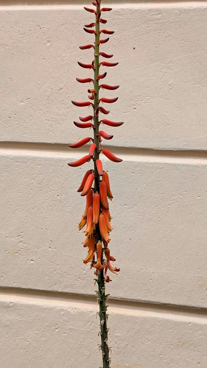 Close-up of the orange yellow tubular flowers on the aloe vera flower stalk, Sidlaghatta